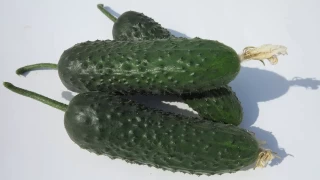 img-1: Огурец Стантор F1 - ООО «Семена Тут»