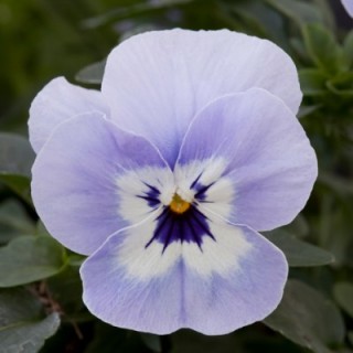 Виола ампельная Фрифолл F1 Марина [1000 шт] - ООО «Семена Тут»