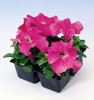 Петуния грандифлора Танго Пинк [1000 драже] - ООО «Семена Тут»