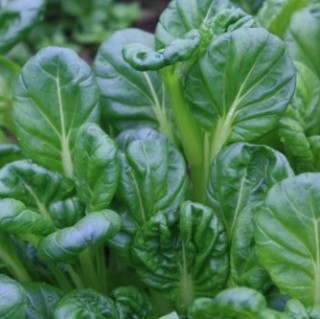 Та-цой Топаз МЗ - ООО «Семена Тут»