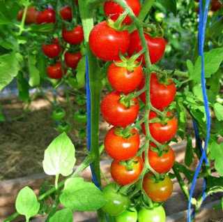 img-0: Томат Терек F1 (инкруст. семена) - ООО «Семена Тут»