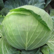 Капуста белокочанная Компас F1 - ООО «Семена Тут»
