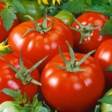 Томат Рюрик F1 - ООО «Семена Тут»