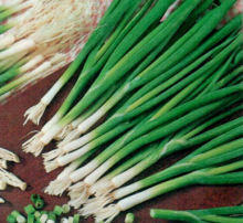 Лук на зелень Лонг Уайт Кошигая - ООО «Семена Тут»