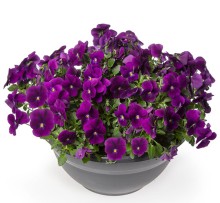 img-1: Виола рогатая Эндурио F1 Виолет [1000 шт] - ООО «Семена Тут»