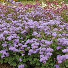 Агератум Блю Планет [1000 шт] - ООО «Семена Тут»