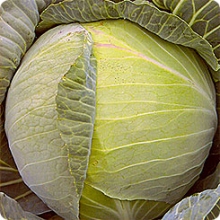 Капуста белокочанная СБ-3 F1 - ООО «Семена Тут»