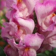 Львиный зев Снэппи Маве [1000 шт] - ООО «Семена Тут»