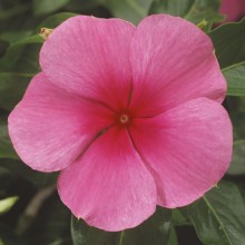 Катарантус Саншторм Роуз виз Ай [1000 шт] - ООО «Семена Тут»