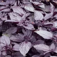 Базилик овощной Пурпурные звезды - ООО «Семена Тут»