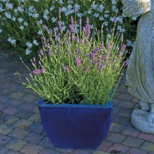 Лаванда Блю Сцент [1000 шт] - ООО «Семена Тут»