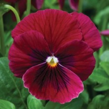 Виола рогатая Пенни F1 Роуз Блотч [1000 шт] - ООО «Семена Тут»