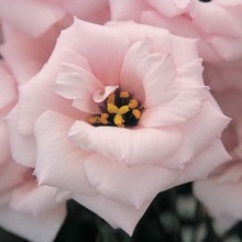 Эустома Арена 1 Лайт Пинк [100 драже] - ООО «Семена Тут»