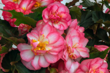 img-1: Бегония клубневая Нонстоп Джой Роуз Пикоти [500 драже] - ООО «Семена Тут»