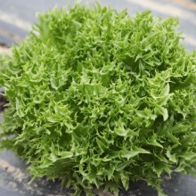 Салат Филигрань - ООО «Семена Тут»