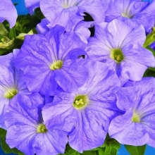 Петуния грандифлора Дримс Скай Блю [100 драже] - ООО «Семена Тут»