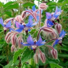 img-1: Огуречная трава (бораго) Окрошка - ООО «Семена Тут»