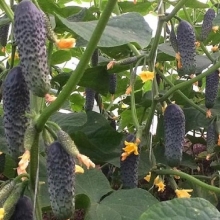 Огурец Лютояр F1 - ООО «Семена Тут»