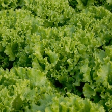 Салат Эстони - ООО «Семена Тут»