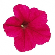 Петуния грандифлора Фалькон Дип Роуз  [1000 драже] - ООО «Семена Тут»