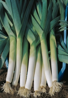 img-1: Лук порей Ланцелот - ООО «Семена Тут»