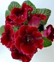 Глоксиния Импресс Ред  [250 драже] - ООО «Семена Тут»