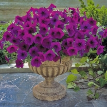 Петуния гибридная Трилоджи Парпл [100 драже]. - ООО «Семена Тут»