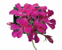 Пеларгония плющелистная Торнадо Фуксия  [1000 шт] (инкруст. семена) - ООО «Семена Тут»