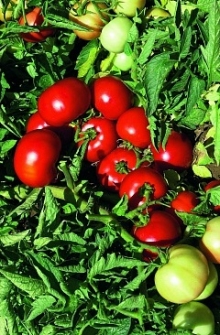 Томат Импала F1 - ООО «Семена Тут»