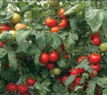 Томат ТМ 10740 F1 - ООО «Семена Тут»