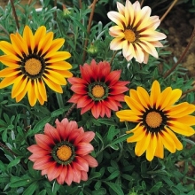 Газания Гибридная смесь - ООО «Семена Тут»