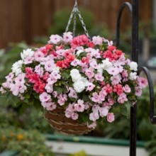 img-1: Бальзамин махровый Афина Микс [1000 шт] - ООО «Семена Тут»