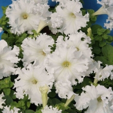 Петуния грандифлора фимбриата Крайкови завой [1000 драже] - ООО «Семена Тут»