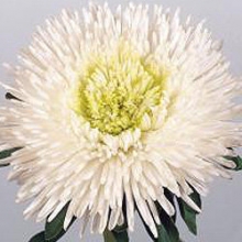 img-1: Астра Бенари Принцесс Вайт [1000 шт] - ООО «Семена Тут»