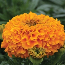 Бархатцы прямостоячие Дюн Оранж [1100 шт] - ООО «Семена Тут»