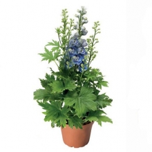 img-1: Дельфиниум высокий Дельфина Лайт блю Вайт Би [1000 шт] - ООО «Семена Тут»