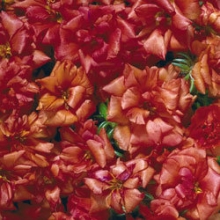 Портулак Стопвотч Скарлет [1000 драже] - ООО «Семена Тут»