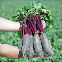 Свекла Таунус F1 - ООО «Семена Тут»