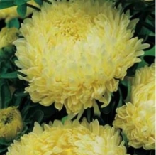 Астра пионовидная Желтая башня - ООО «Семена Тут»