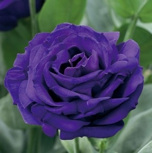 Эустома Арена 3 Парпл  [1000 драже] - ООО «Семена Тут»