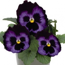 Виола крупноцветковая Инспайер Делюкс Деним [1000 шт] - ООО «Семена Тут»