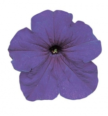 Петуния грандифлора Фалькон Мид Блю [100 драже] - ООО «Семена Тут»