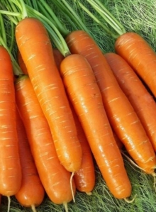 img-1: Морковь Нантская 4 - ООО «Семена Тут»