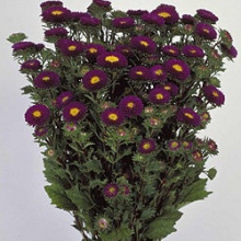 Астра Мацумото Блю [2500 шт] - ООО «Семена Тут»