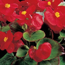Бегония вечноцветущая Амбассадор Скарлет [5000 драже] - ООО «Семена Тут»