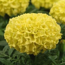 Бархатцы прямостоячие Тайшан Еллоу  [20 шт] - ООО «Семена Тут»