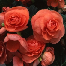 Бегония клубневая Америгибрид Роузформ Салмон [1000 драже] - ООО «Семена Тут»