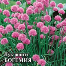 img-1: Лук шнитт Богемия - ООО «Семена Тут»