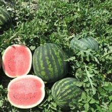 Арбуз Романза F1 - ООО «Семена Тут»