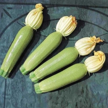 Кабачок Мостра F1 - ООО «Семена Тут»